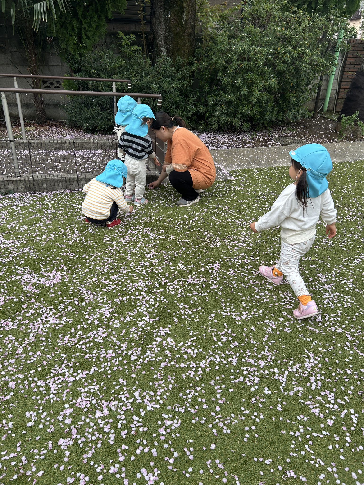 みんな散った桜の花びらを集めては「ふ～っ」と吹いて散る様子を楽しんでいました。