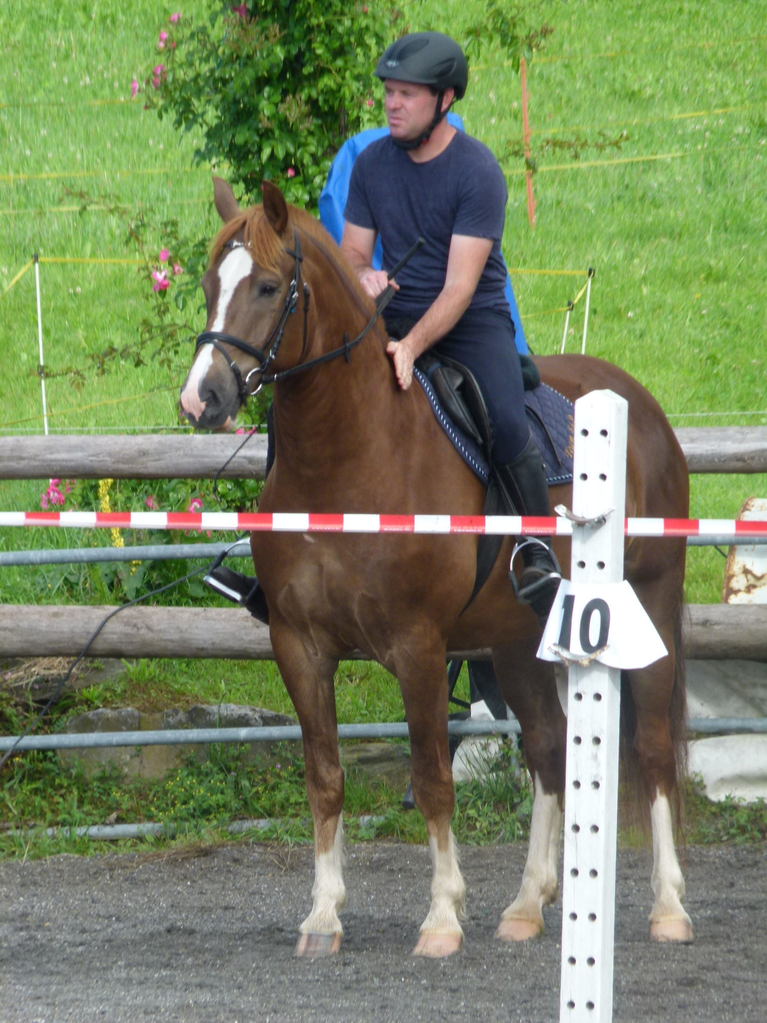 Nils, geb. 2016; Vater: Nord du Peupé; Muttervater: Highwood