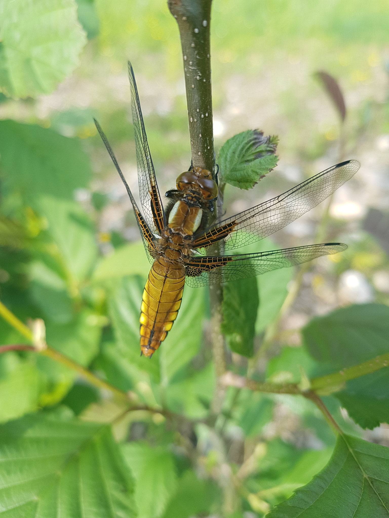 Plattbauch-Libelle (Libellula depressa) frisst Gelsen, Blattläuse und Fliegen