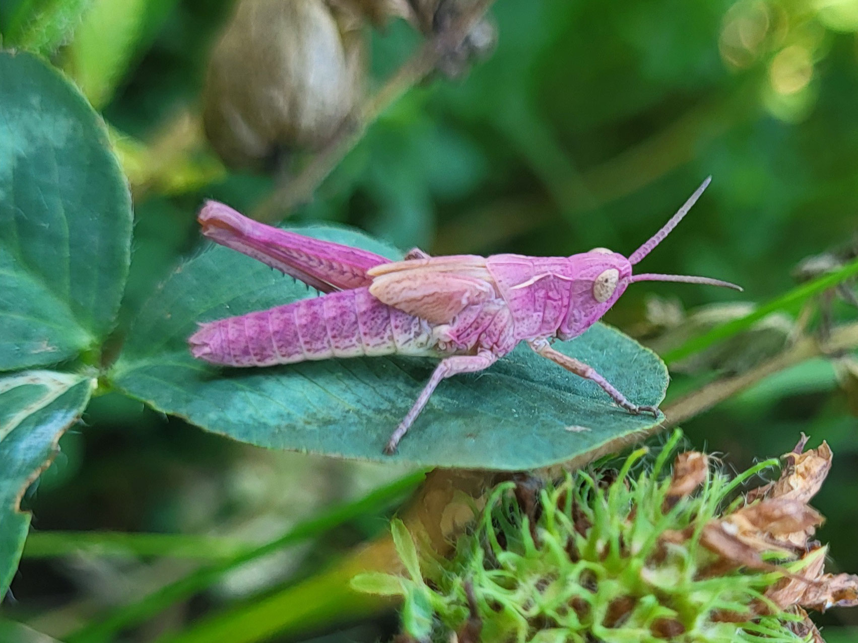 rosa Grashüpfer (Artenkomplex Biguttulus-Gruppe)