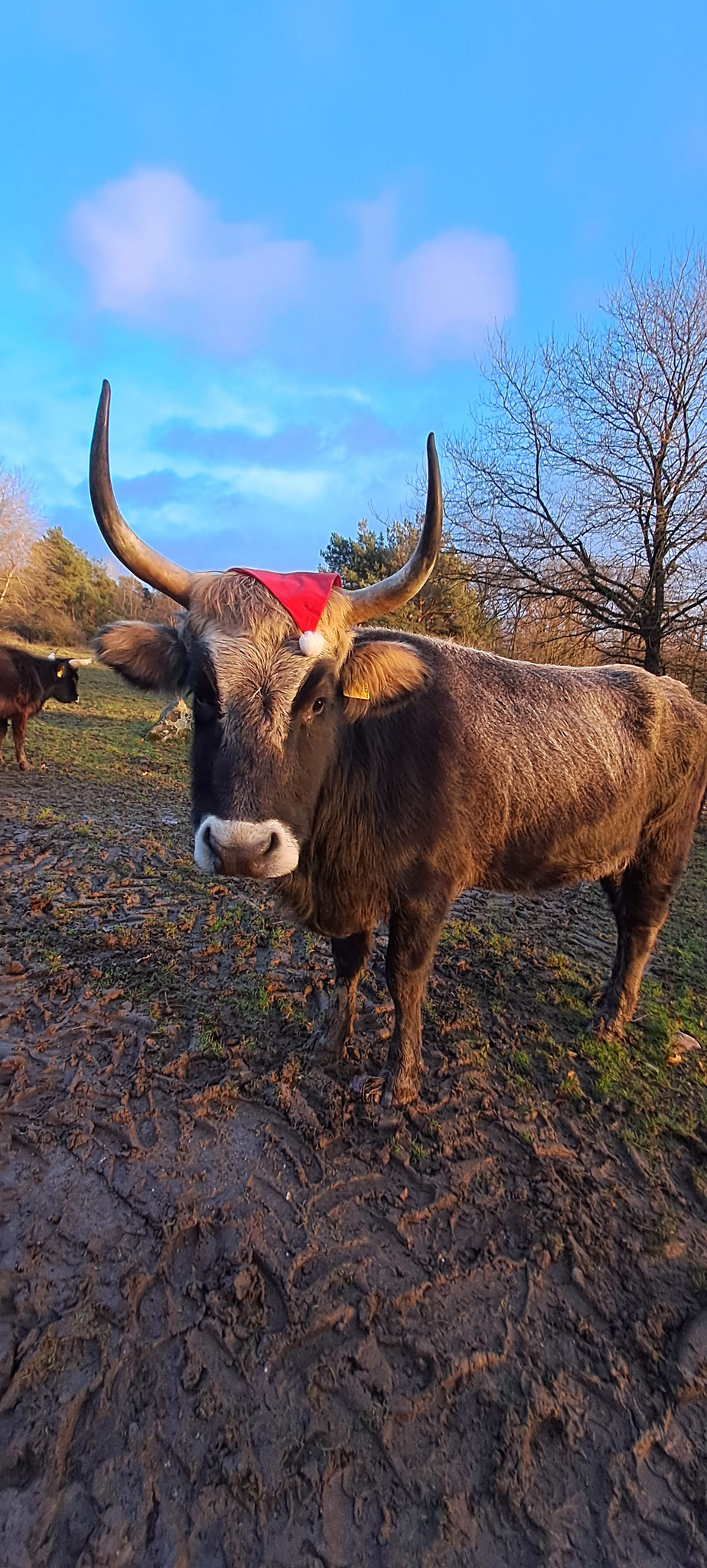 "Grace" Weihnachten 2024 ;-))