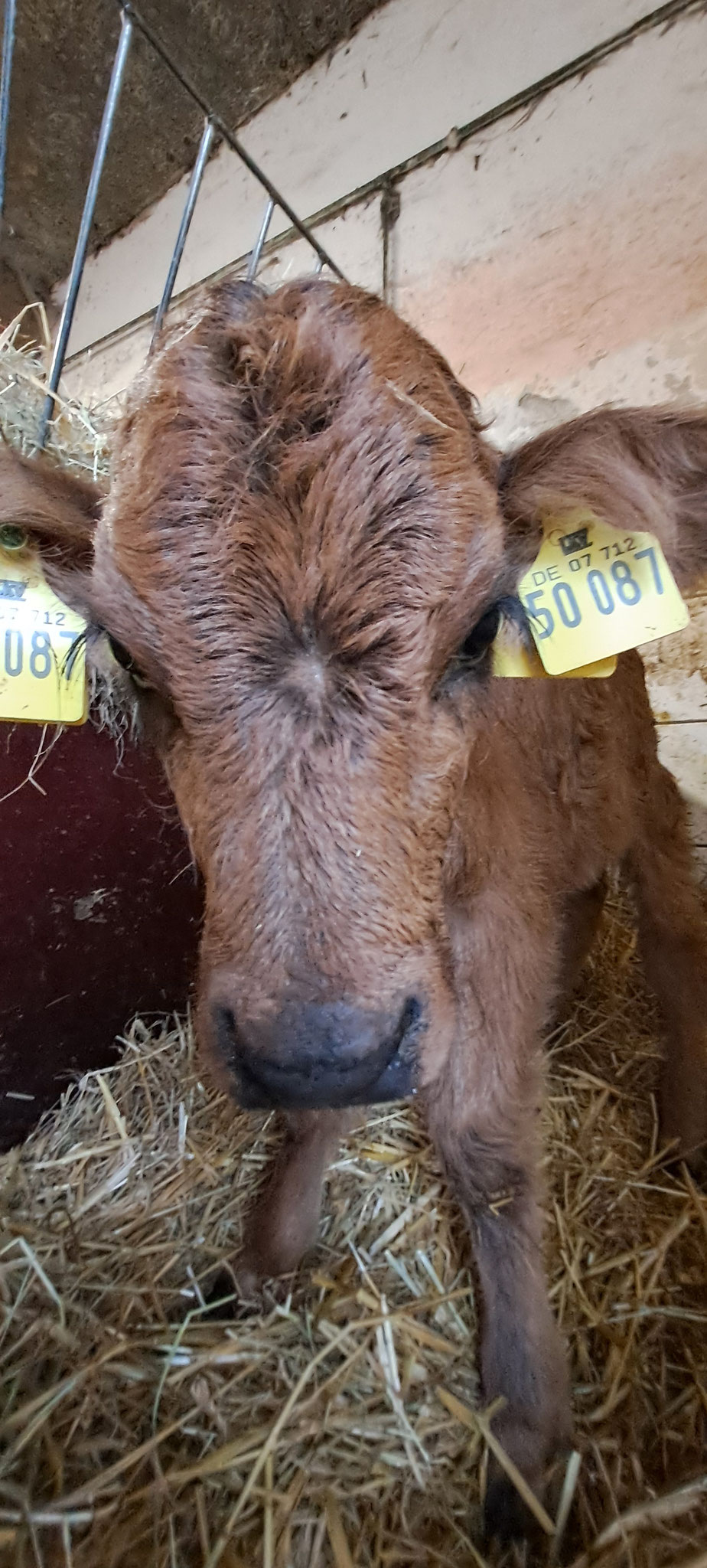 Caddy bekommt Ohrmarken und nun ist sie in guten Händen