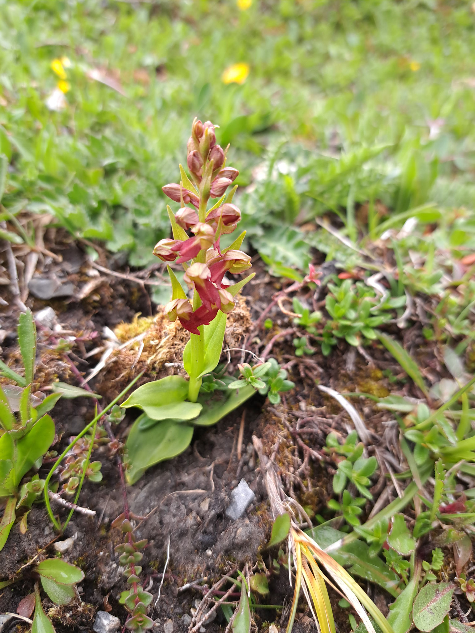 Groene nachtorchis