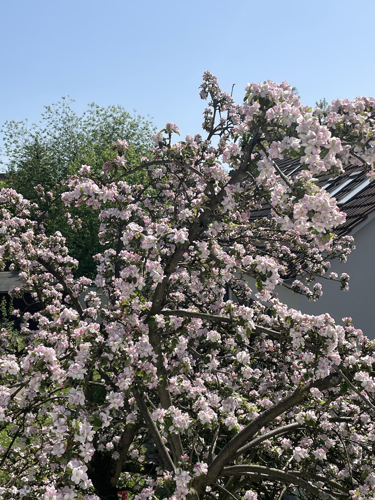 Schul-Apfelbaum