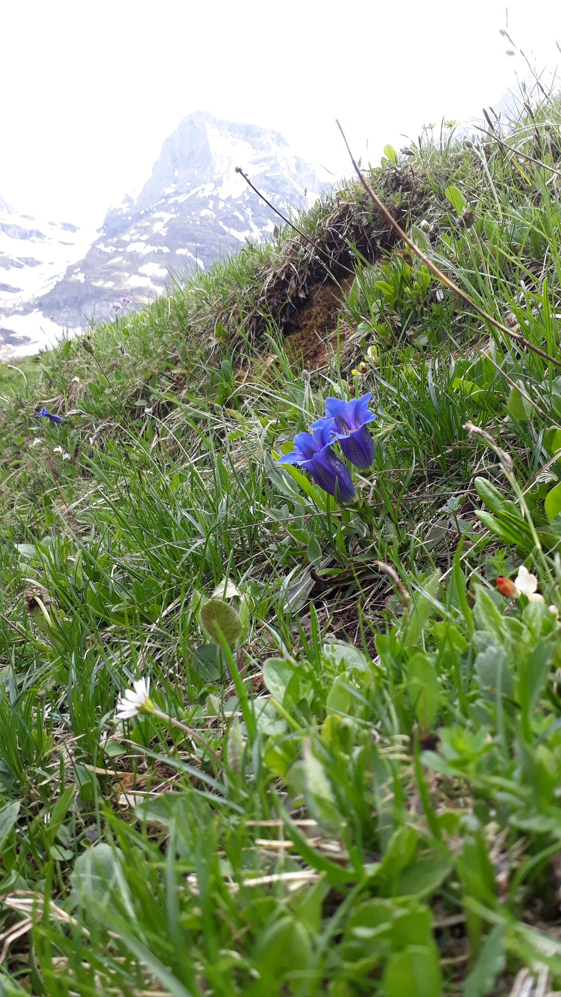 ... Enzian sind nur ein kleiner Teil der wunderbaren Flora.