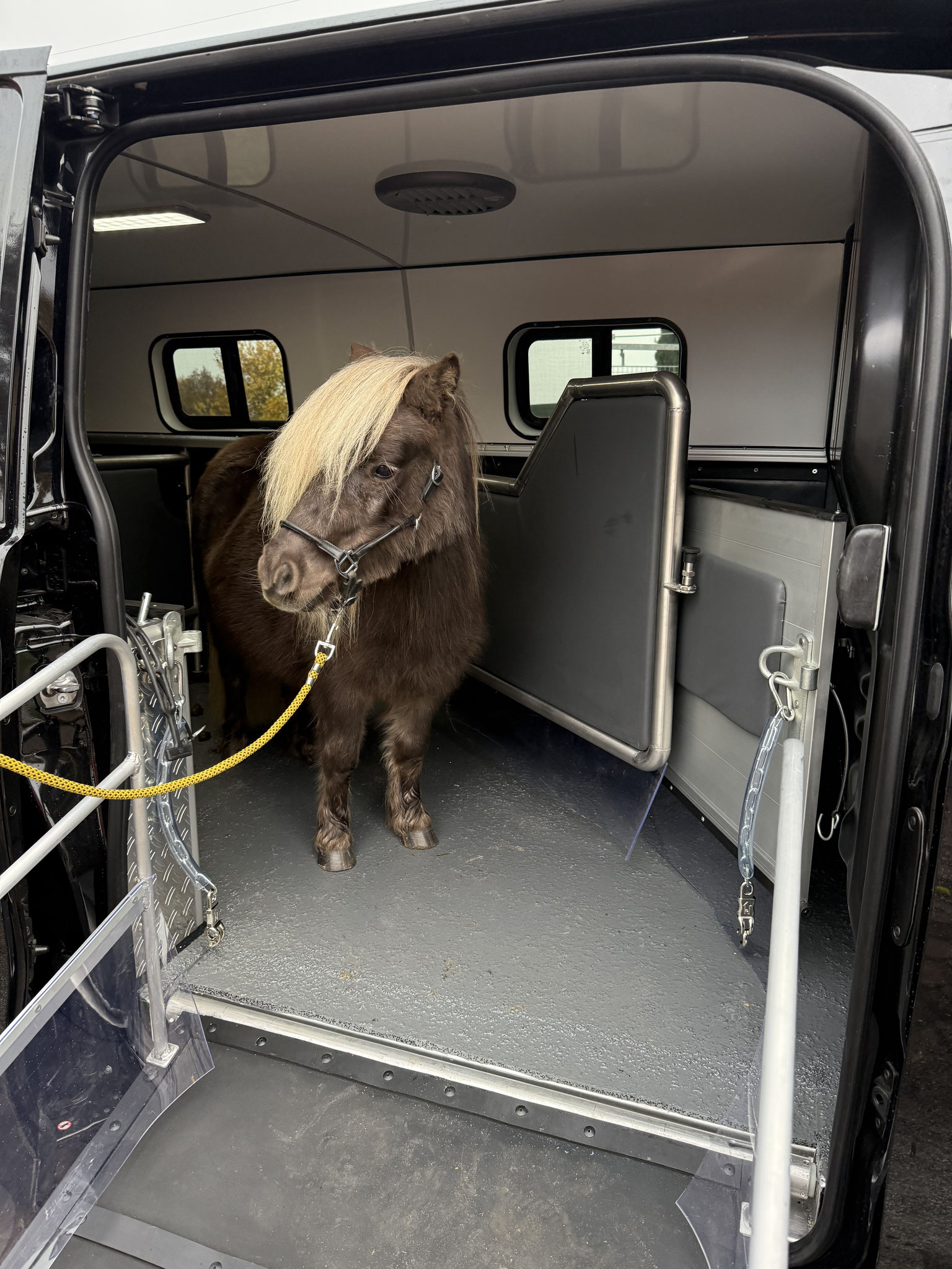 Mini Shetland Pony Transporter Ford Custom