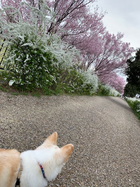 近くの桜の里へもついでに。。。