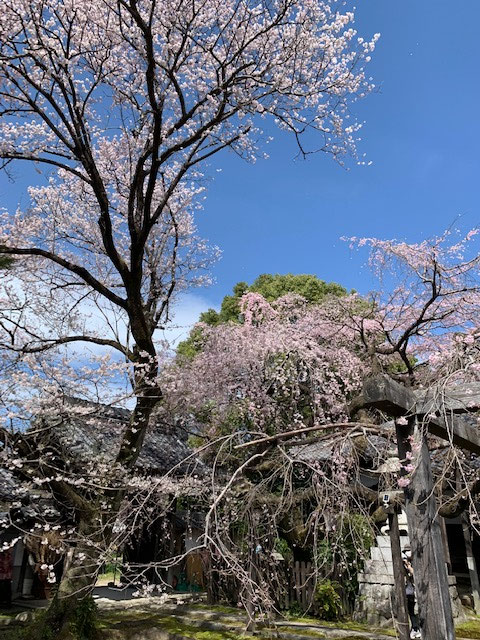 こちらはしだれ桜が有名なんです