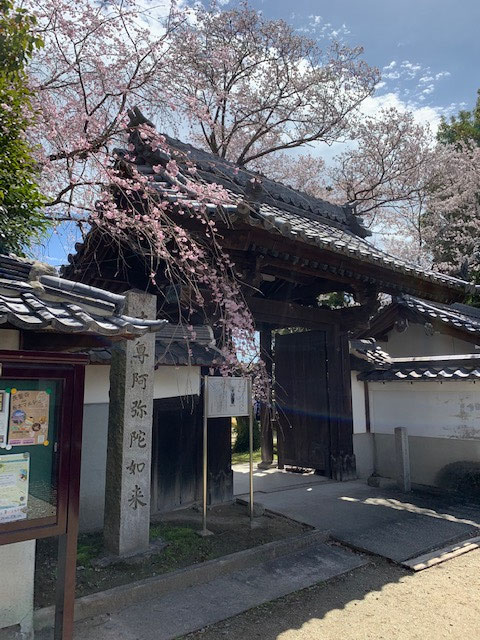 お花見へ行ってきました！一宮市の長誓寺です