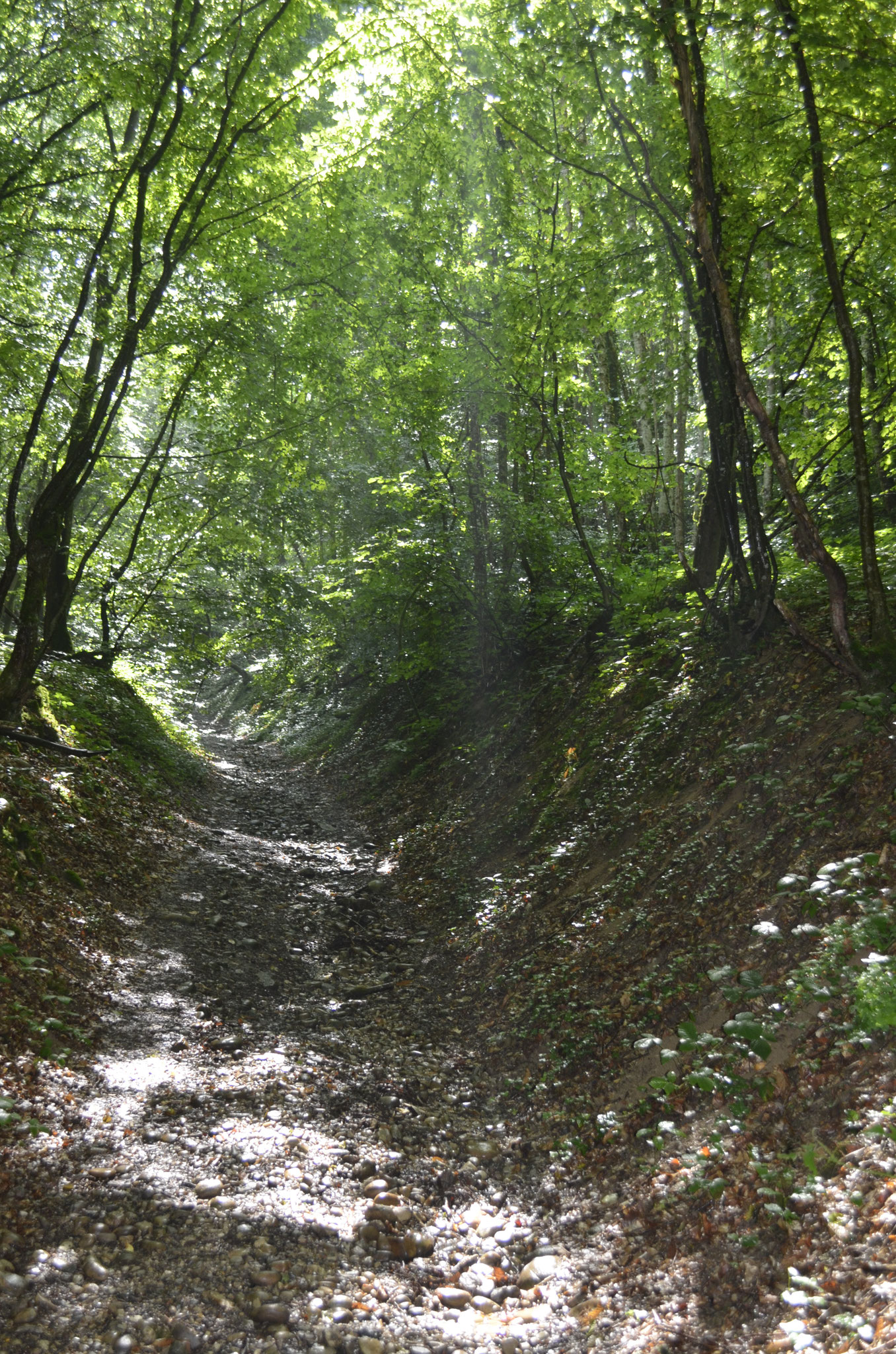 Marche médecine dans la forêt