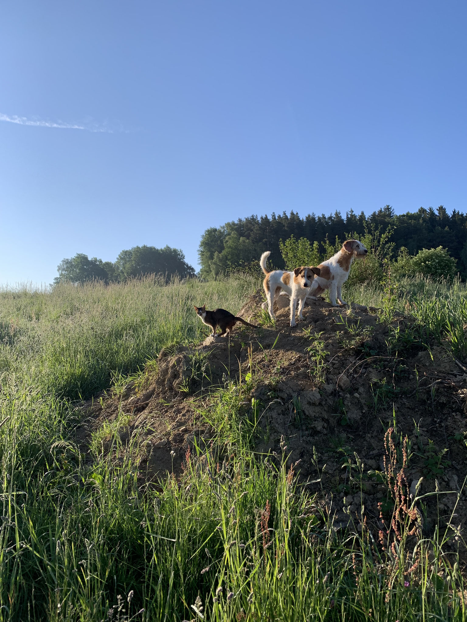 Kiss, immer um uns oder den Hunden herum