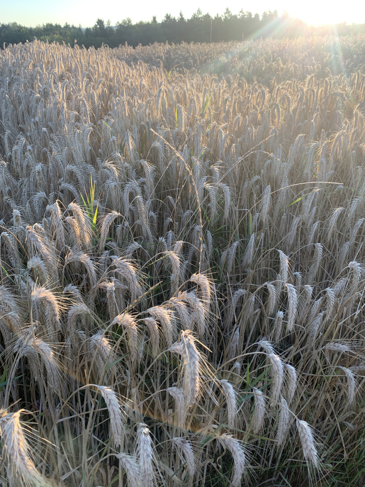 Herbst