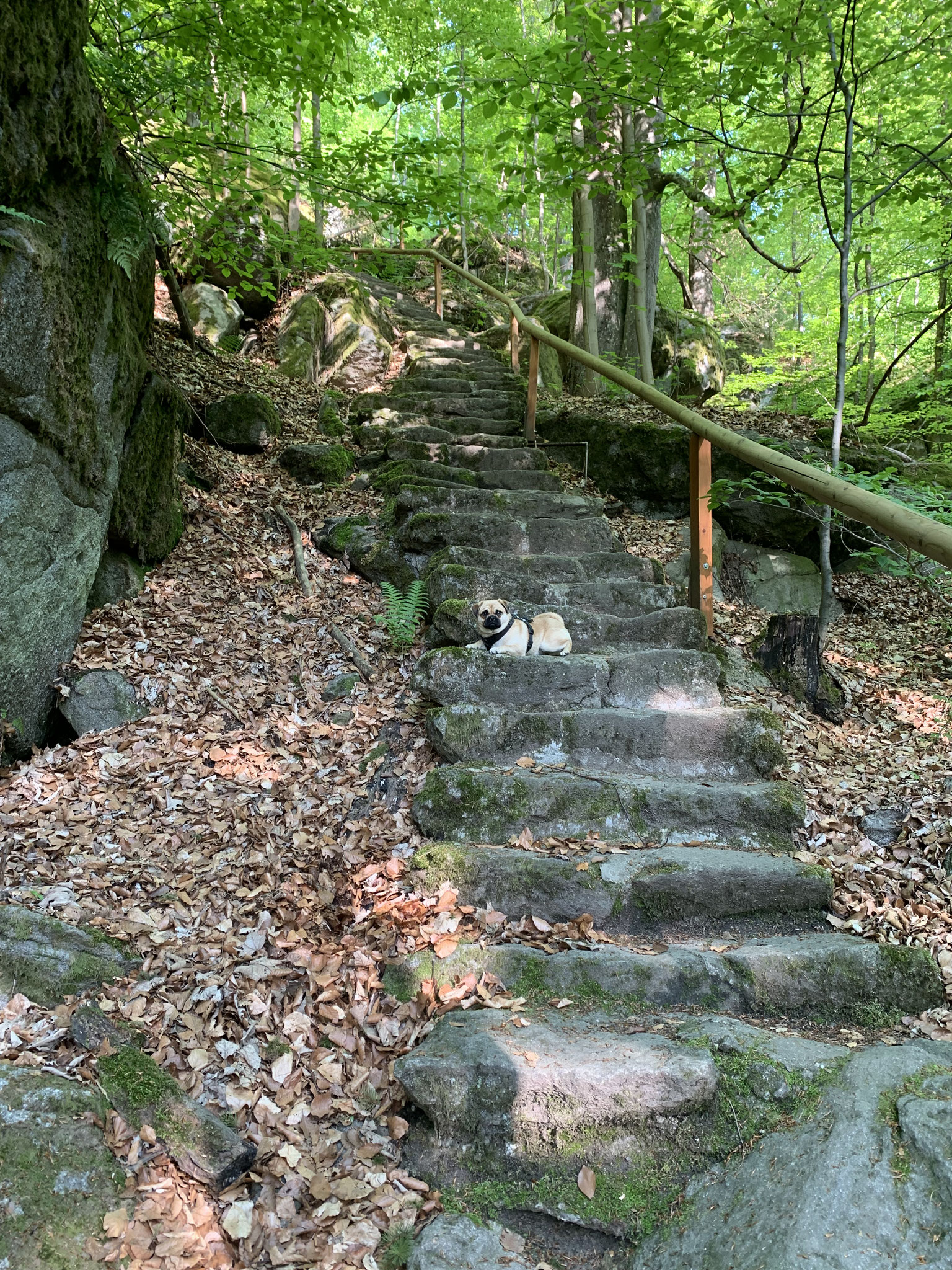 Im Felsenpark Falkenstein