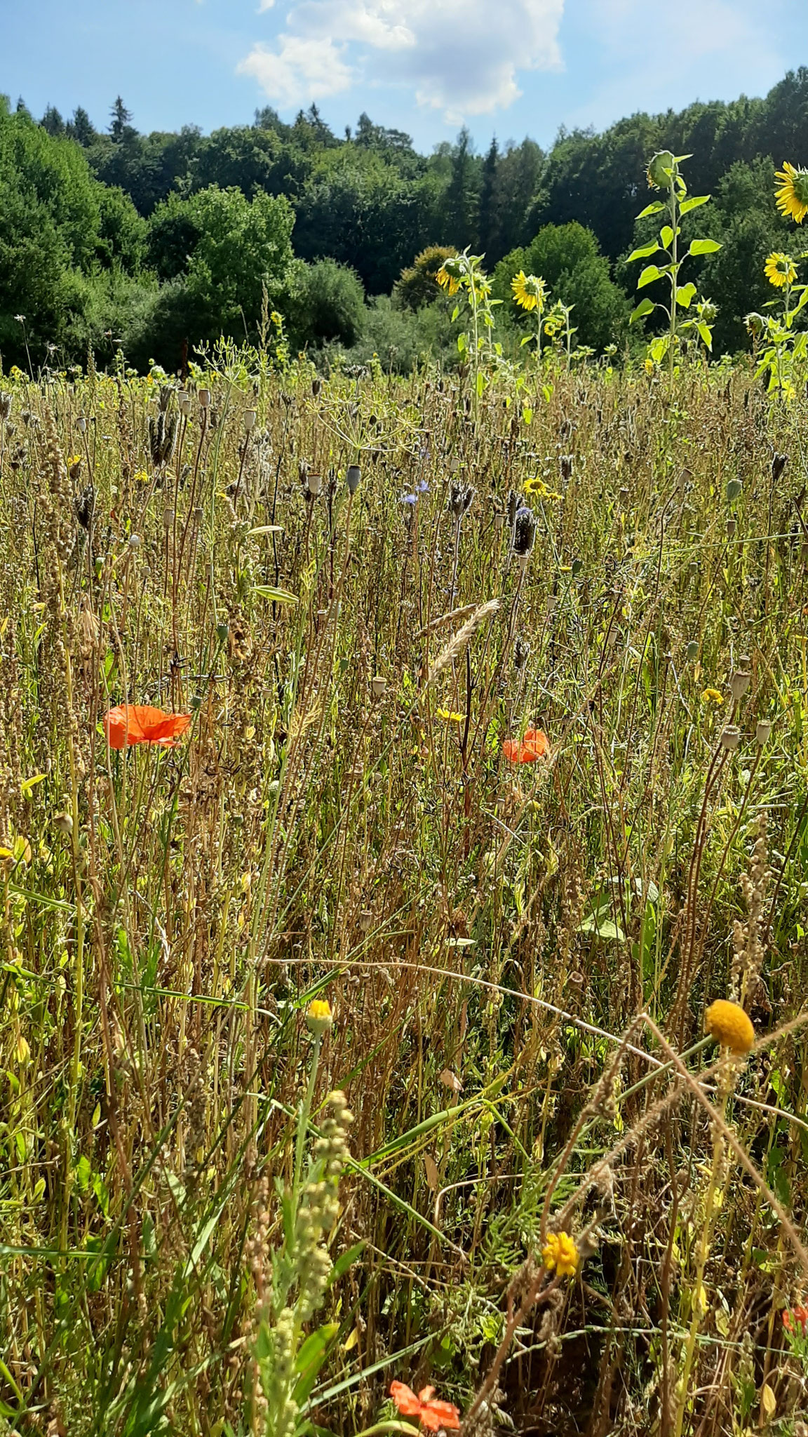 Blumenwiese