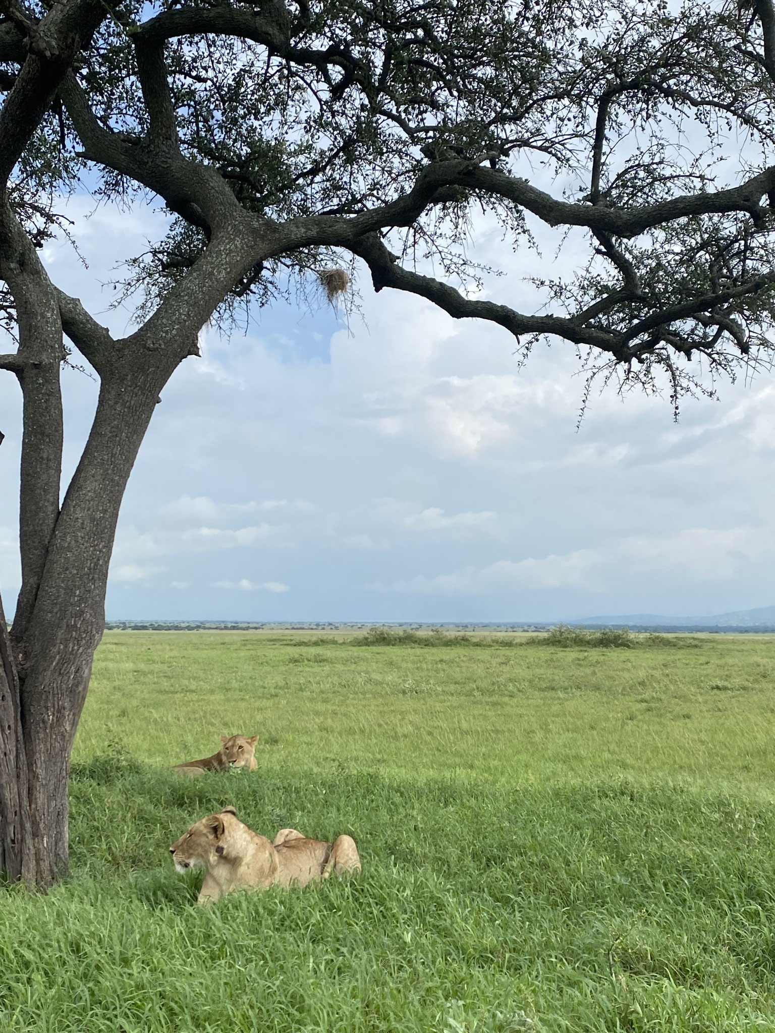 Motorcycle Tour Safari in Serengeti National Park, Jan 2024 