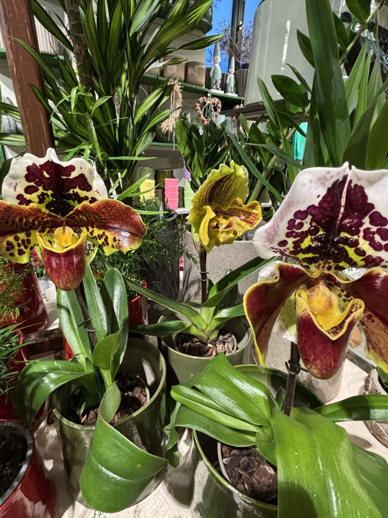 Blumen Werkstatt Dresden Neustadt: Frühlingserwachen