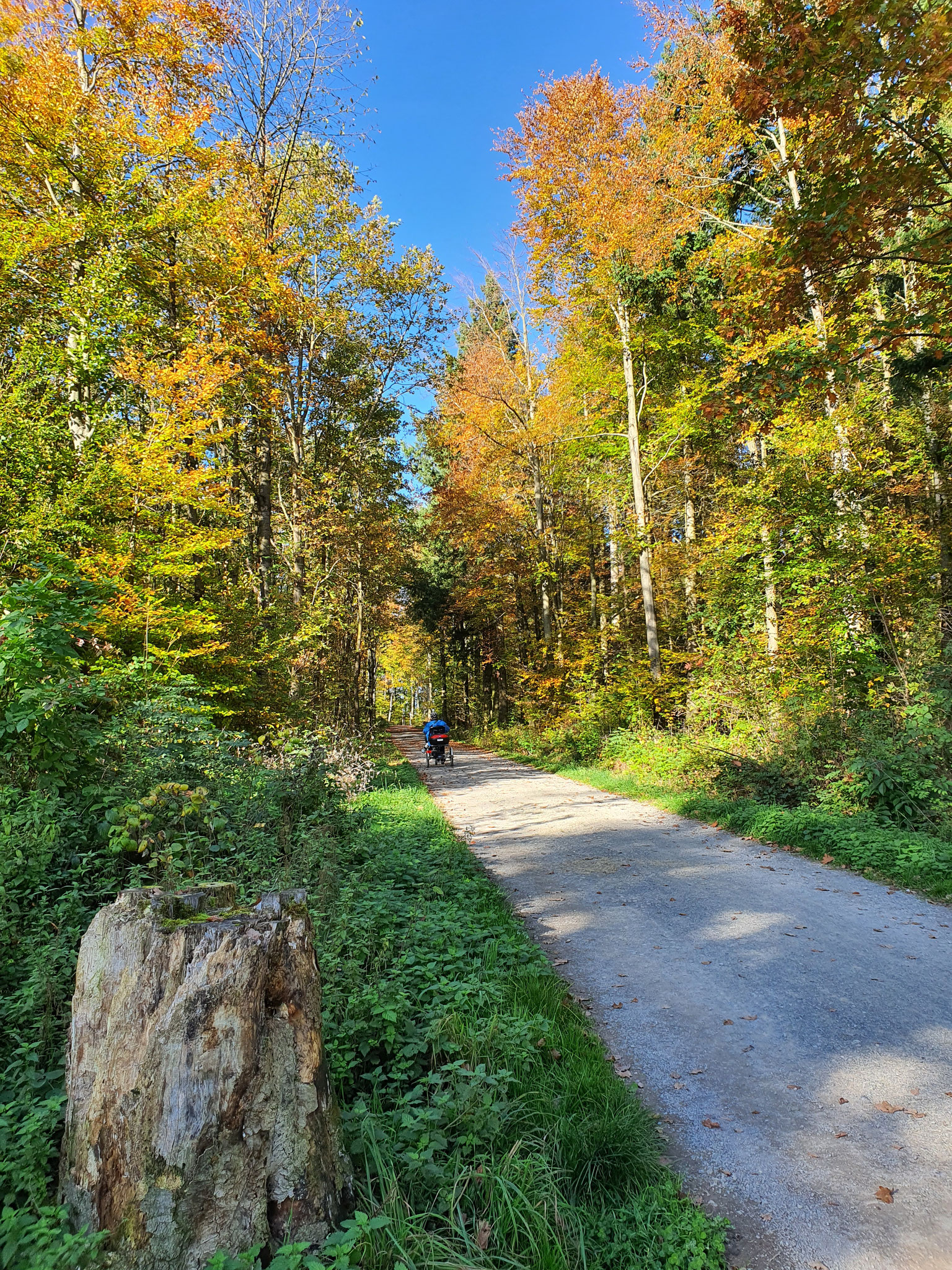 Herbstfarben im Zeilwald, Foto Hildegard Gölzer