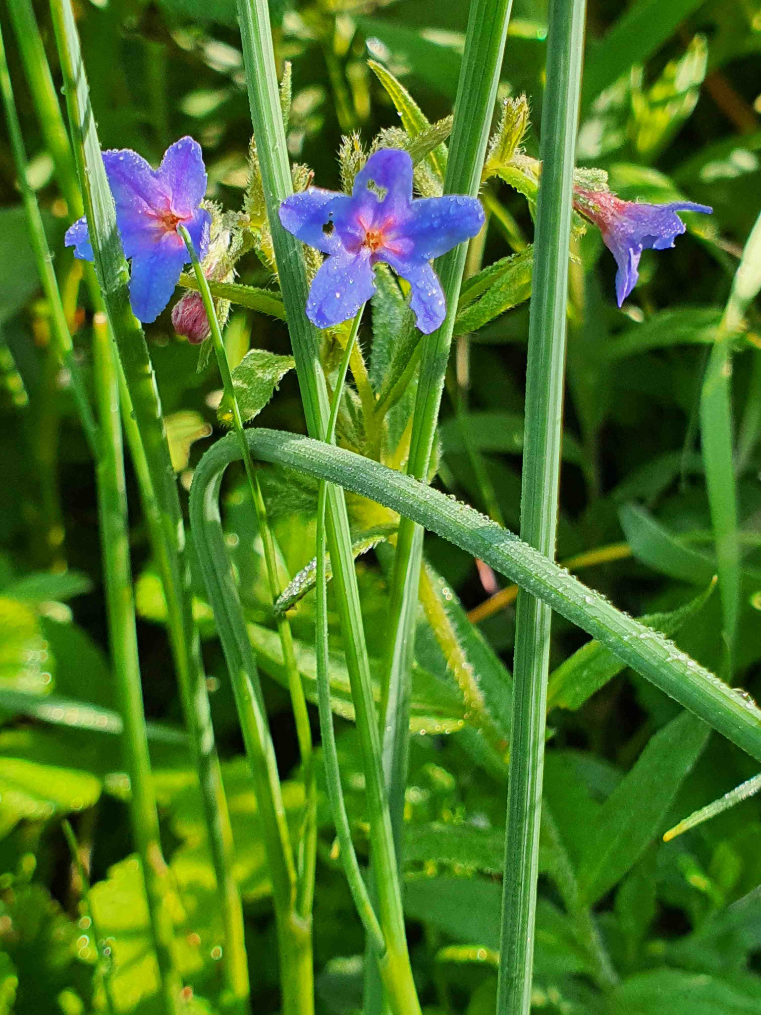 Bild: Steinsame, Foto: Hildegard Gölzer