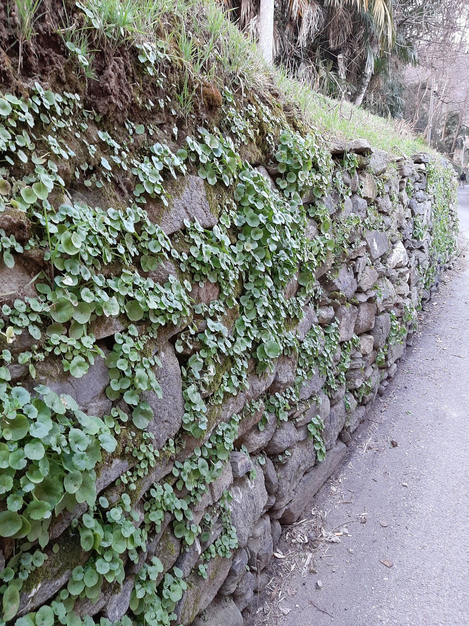 Lesa_Il porticciolo-  Trockenmauer (alte Tradition des Ortes) mit (Pflanze) Umbilicus rupestris - allgemein bekannt als Nabel der Venus