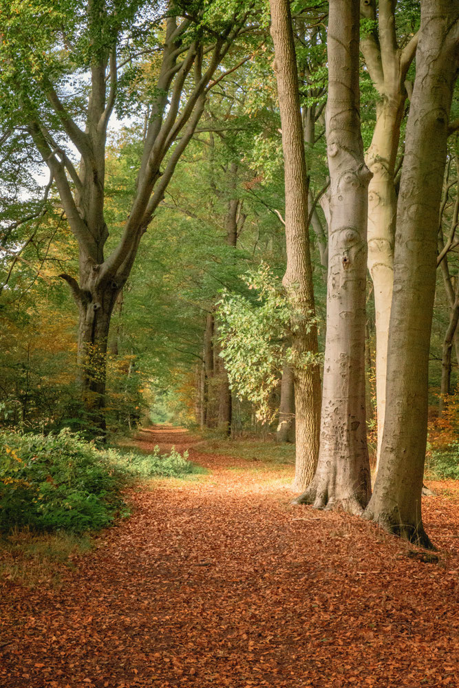 Landgoed Mattemburgh Hoogerheide