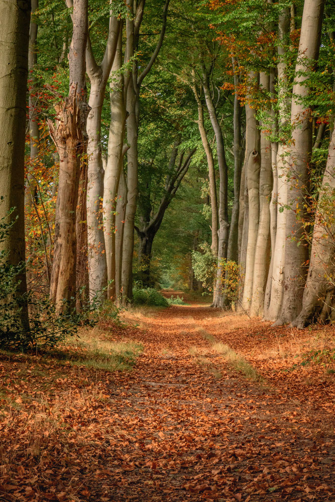 Landgoed Mattemburgh Hoogerheide