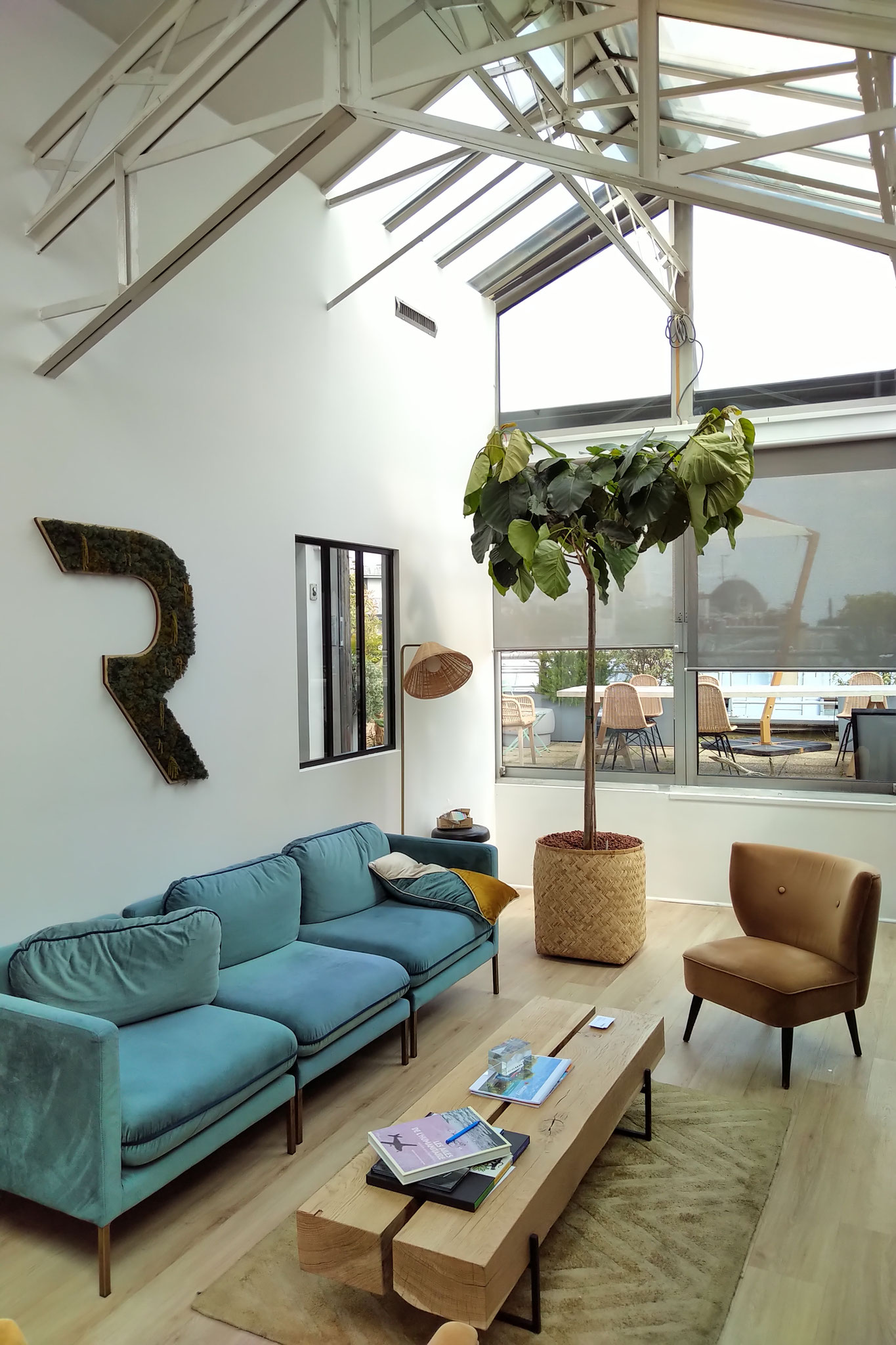 Location et entretien de ce Ficus dans ce magnifique bureau