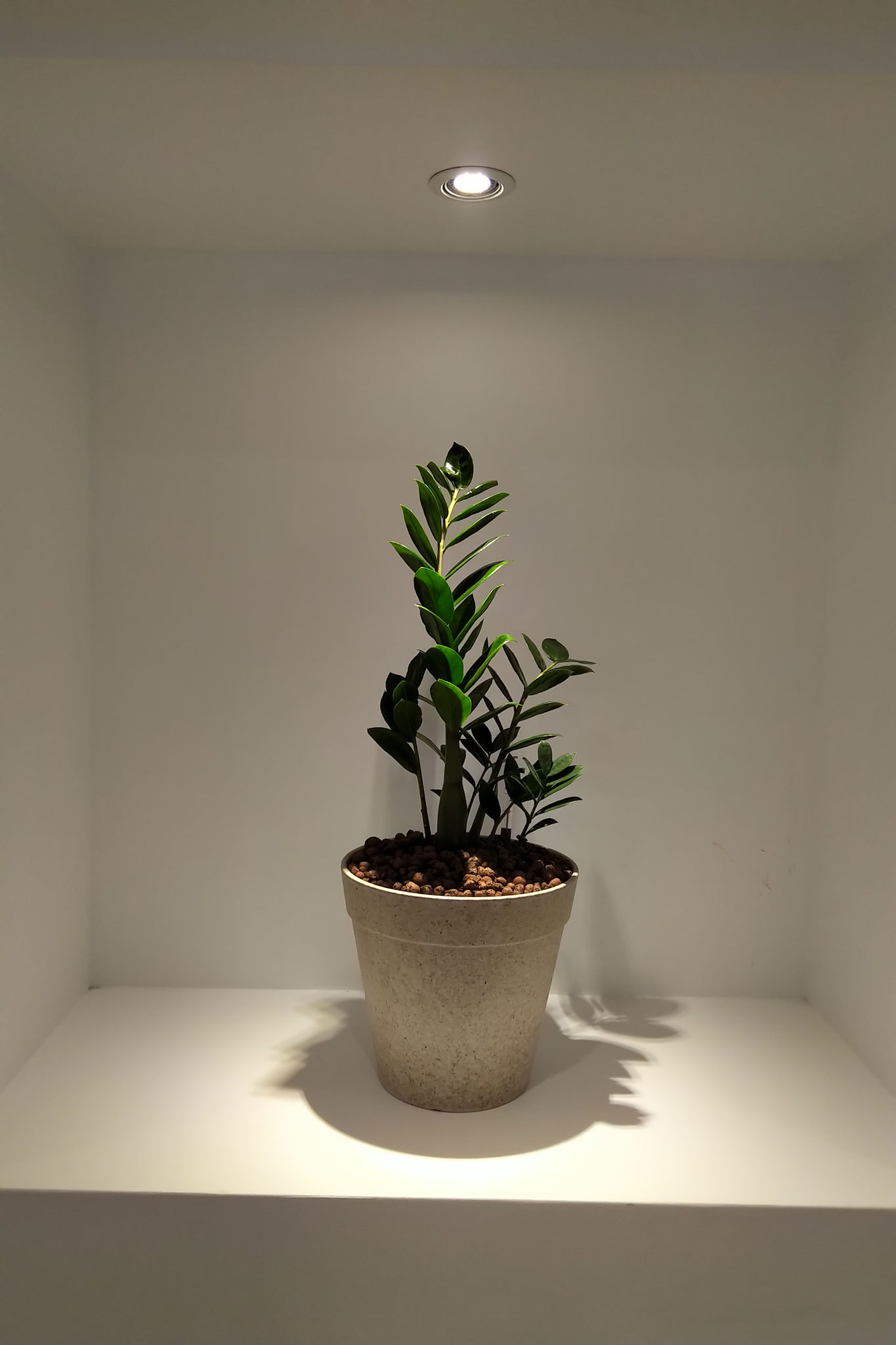 Zamioculcas 
