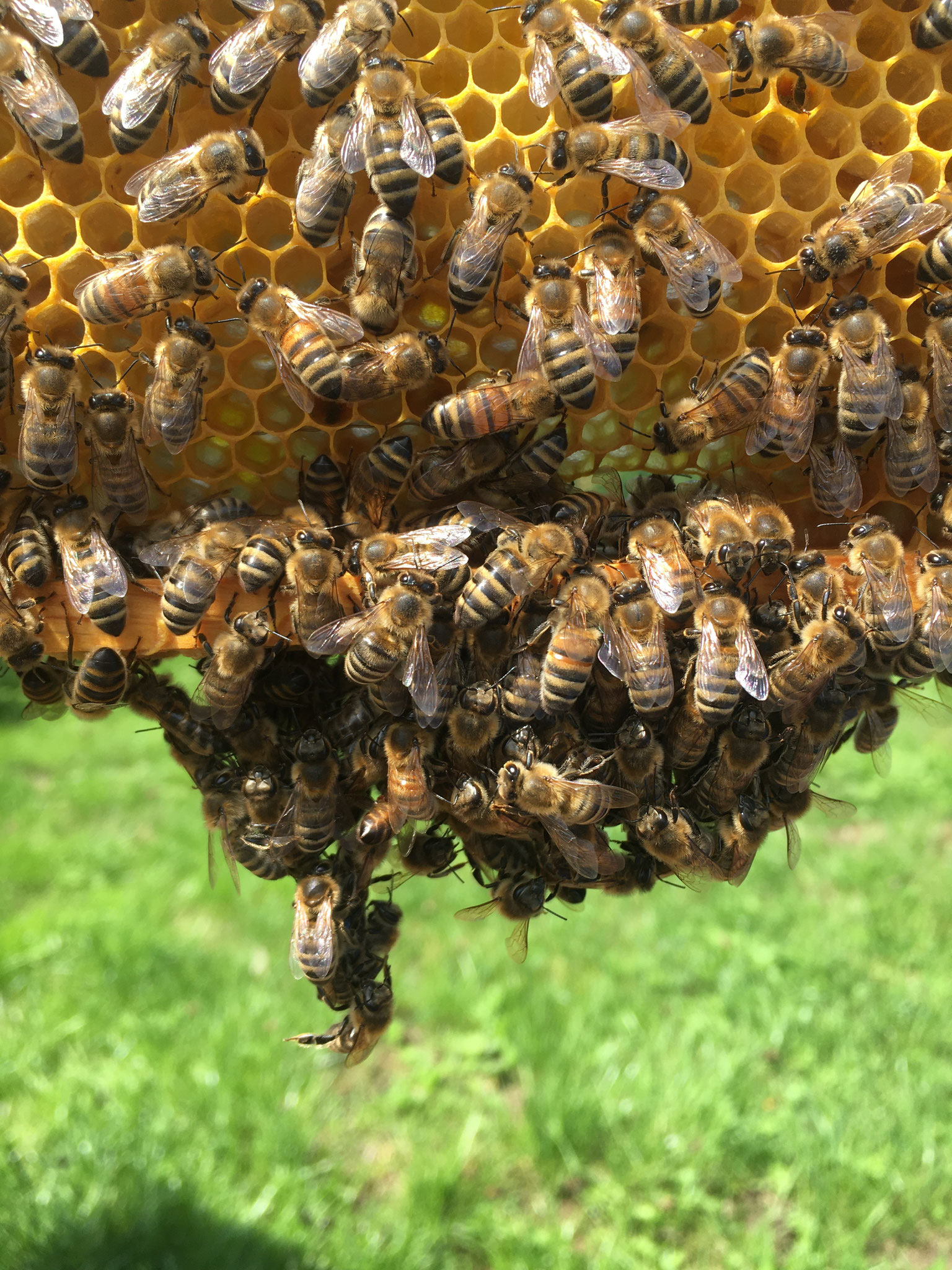 Ein kleiner Bienenbart im Hochsommer.