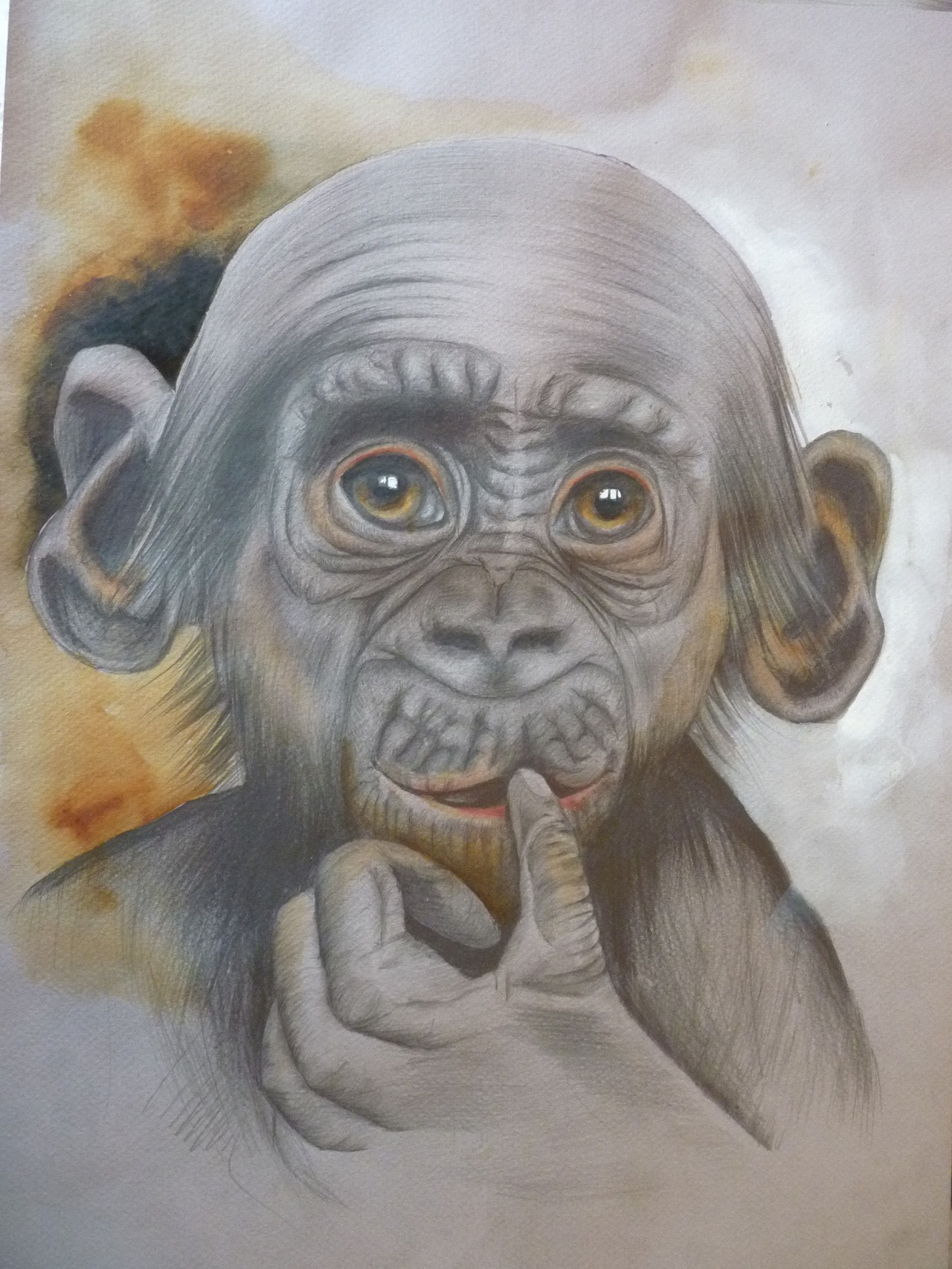 Bonobo, 2015