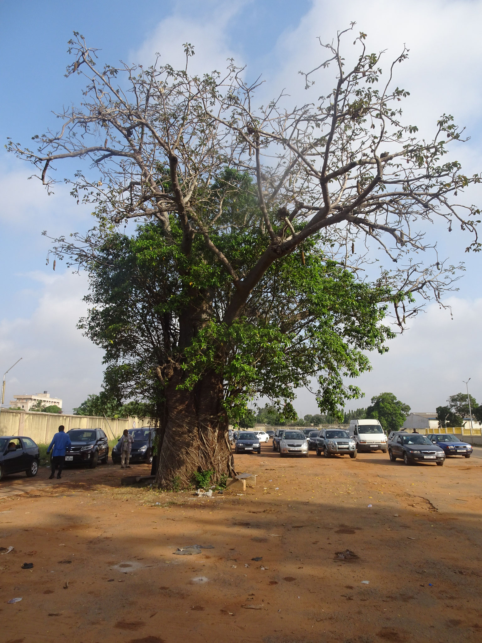 Baobab, um den Stamm bildete sich ein 2. Baum.  