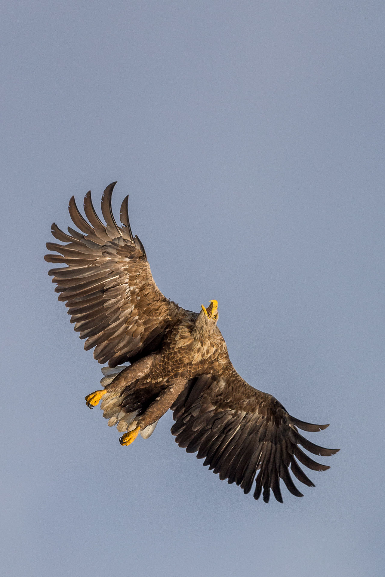 Unglaubliche 2,50 Meter Spannweite betragen die brettartigen Flügel des Seeadlers! Foto: Eric Dienesch 