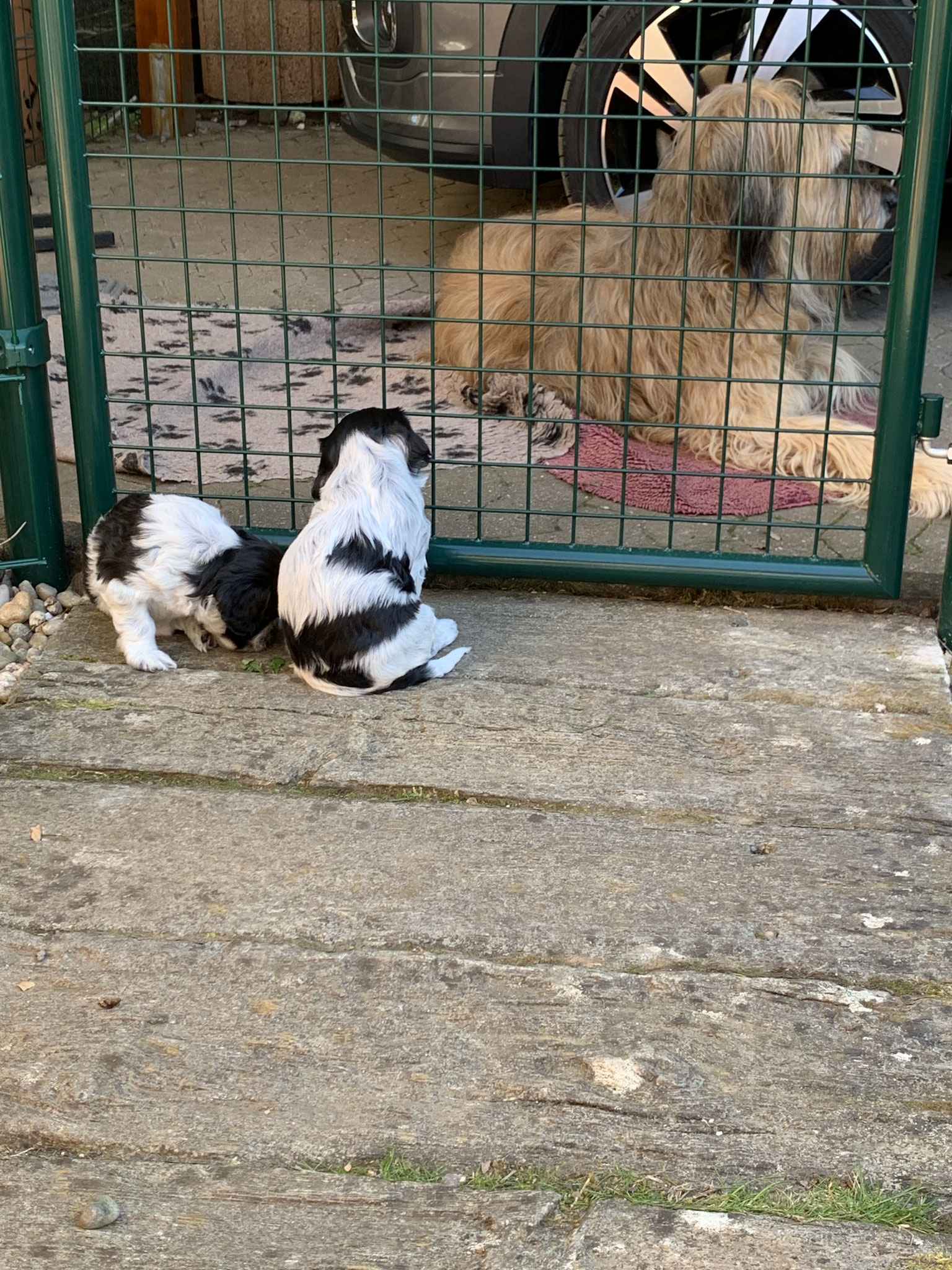 ... Bodyguard 