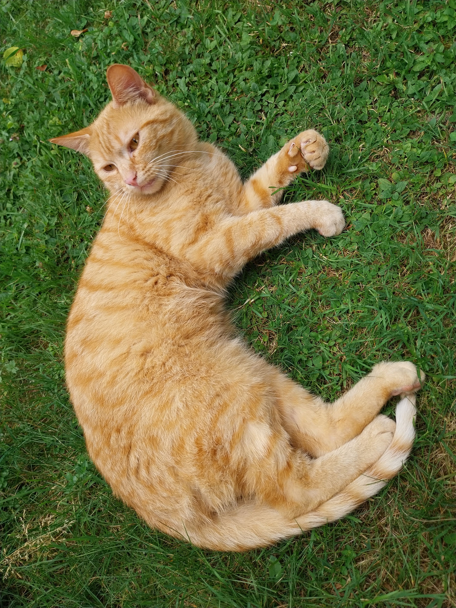 Katze Maxi