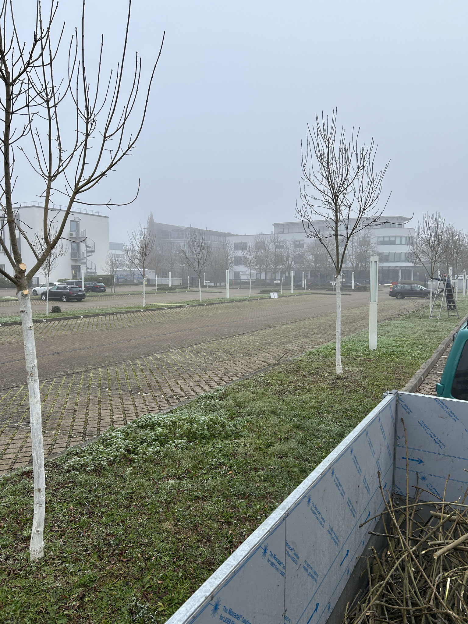 Jungbaumpflege in Karlsruhe