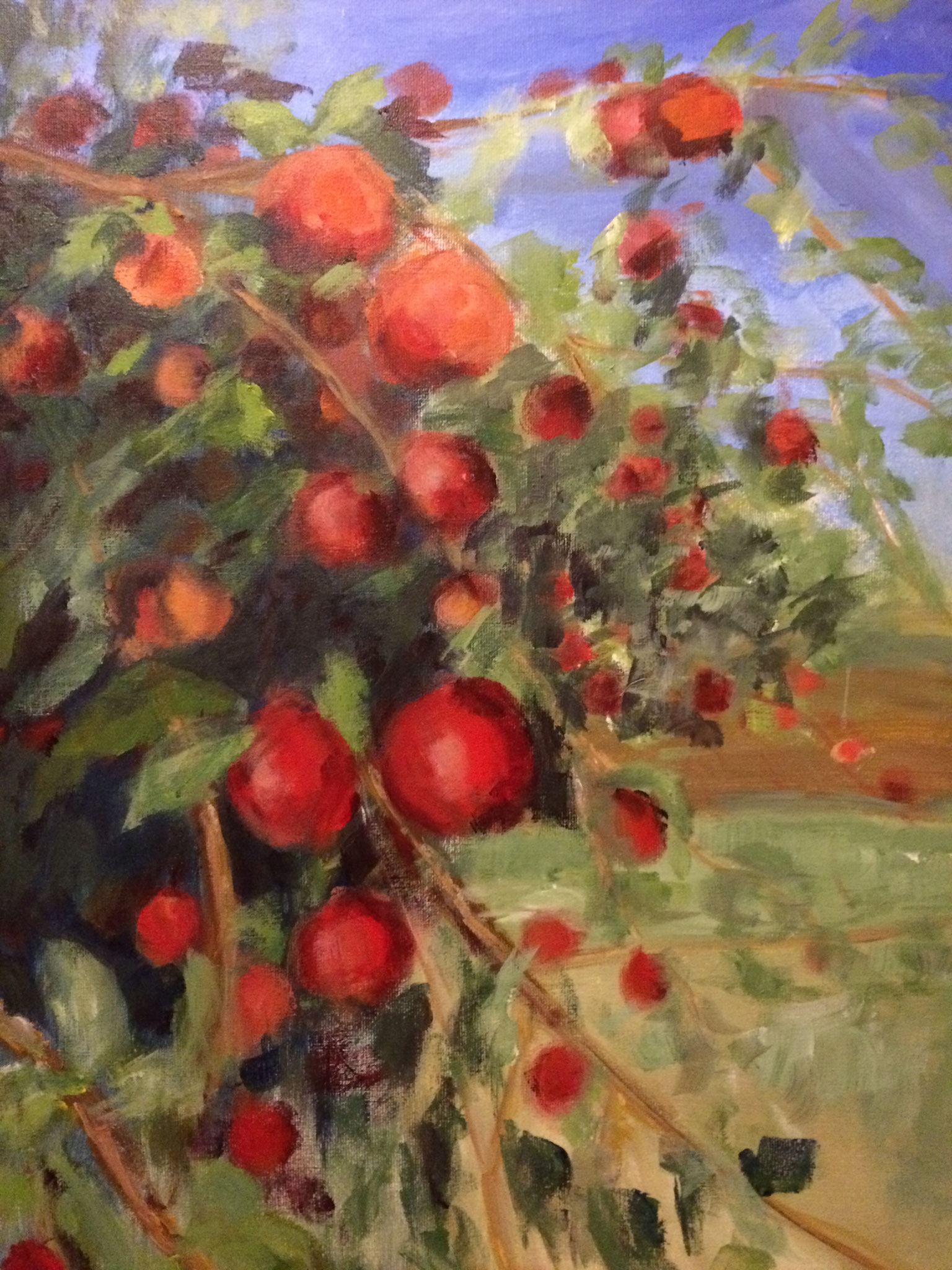 Rijpe appels in appelboom.  60x80cm olie op linnen.  verkocht