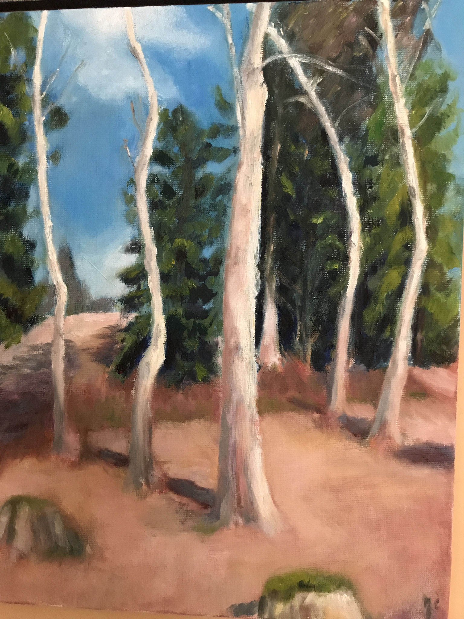 Berken in Bohemen. 40x50cm. olie op doek.