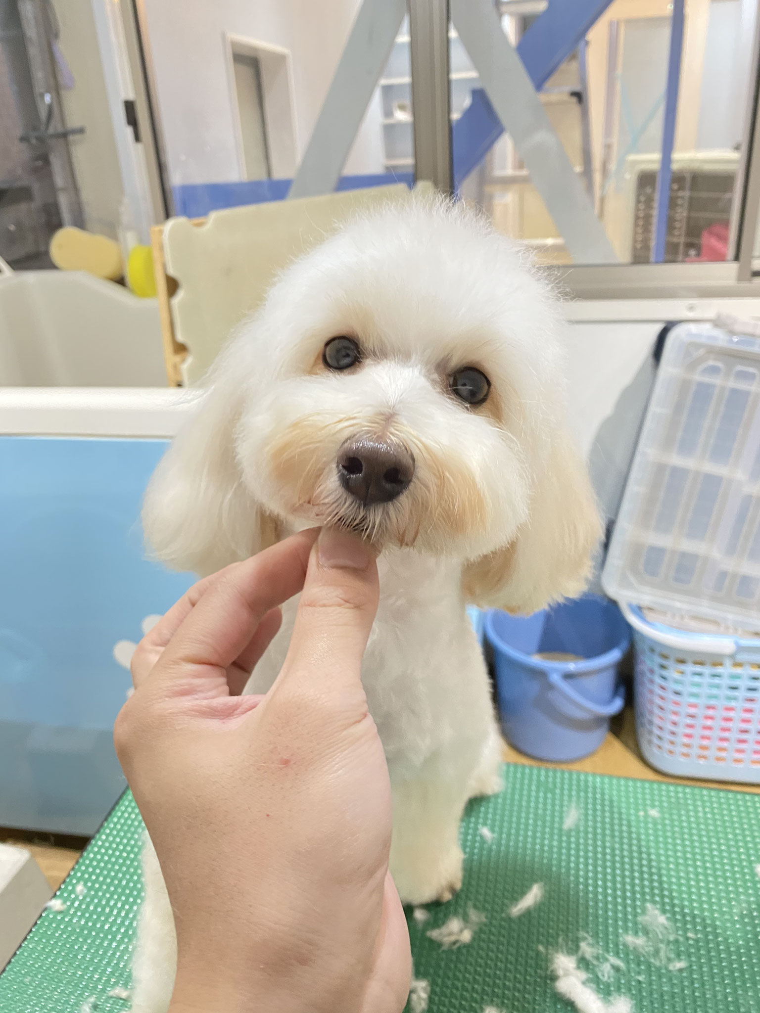 飼い主さんの、可愛くして欲しい！に応えます。