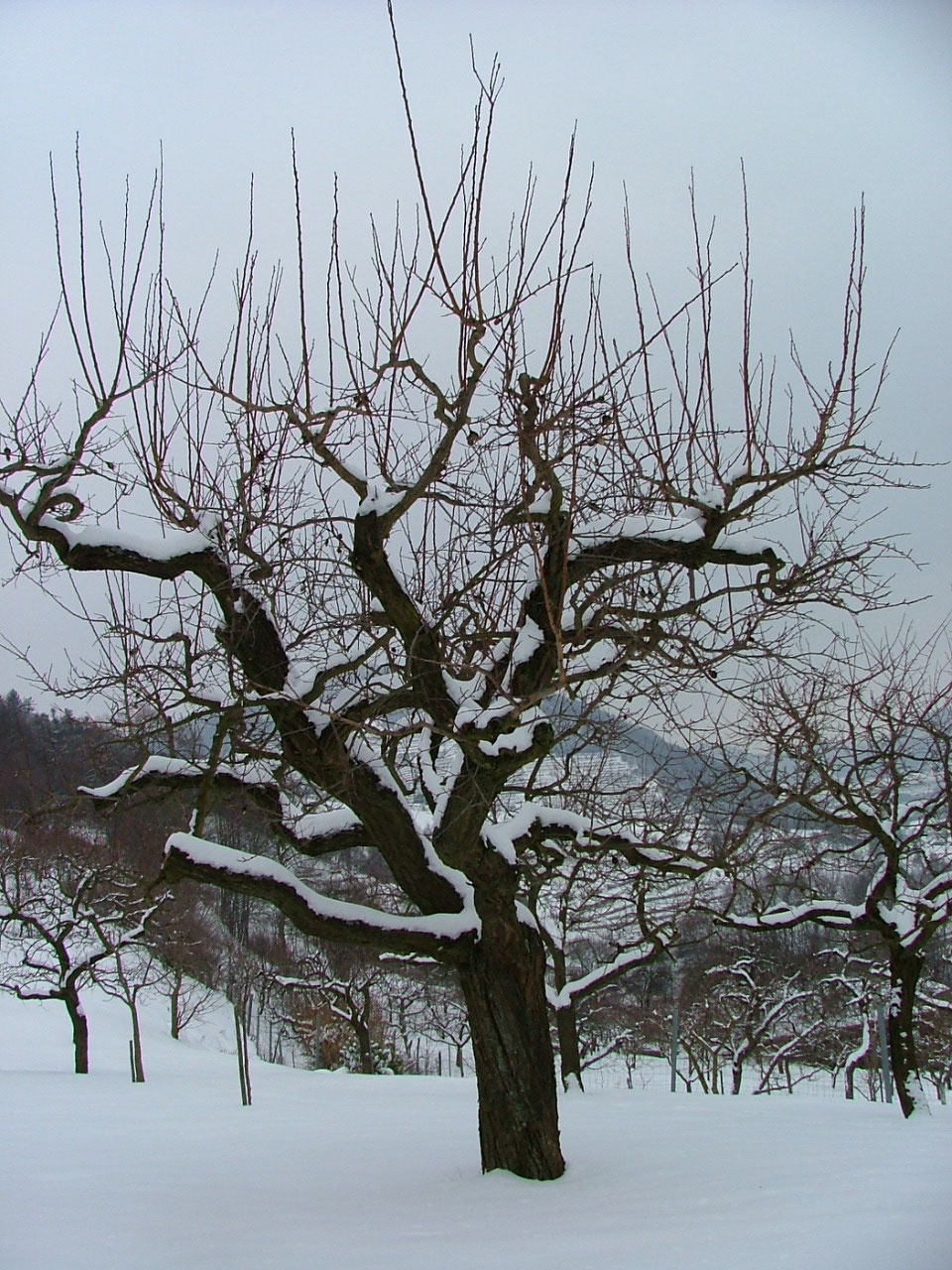 Im Winter, eingehüllt unter einer Schneedecke,