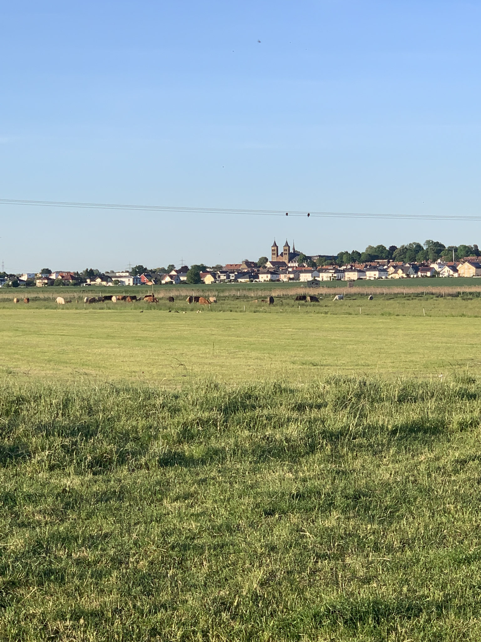 Den geteerten Feldweg folgend. erreiche ich schon die Sommerweide unserer Tiere.