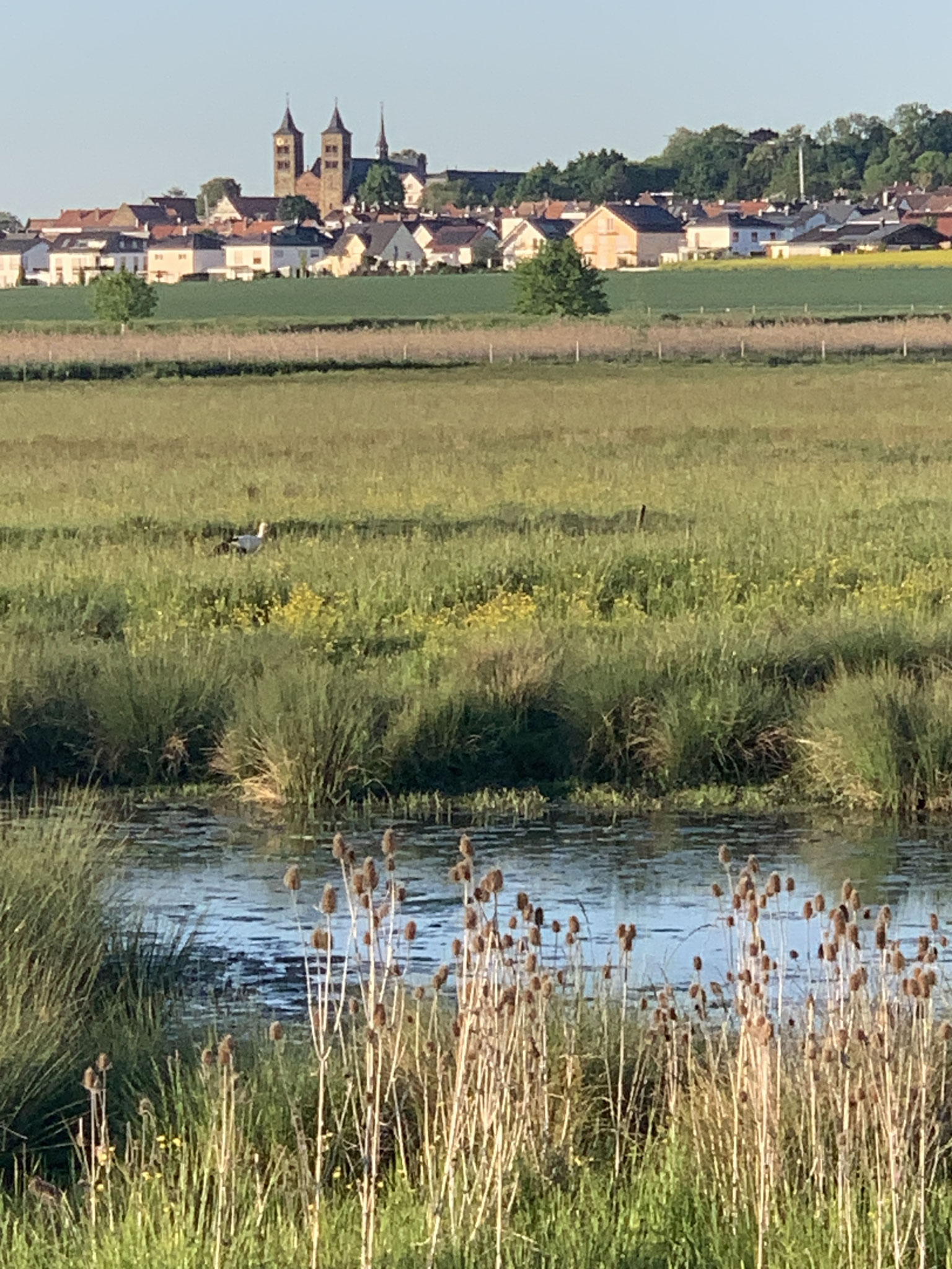 und habe immer die Tiere und die Basilika im Blick