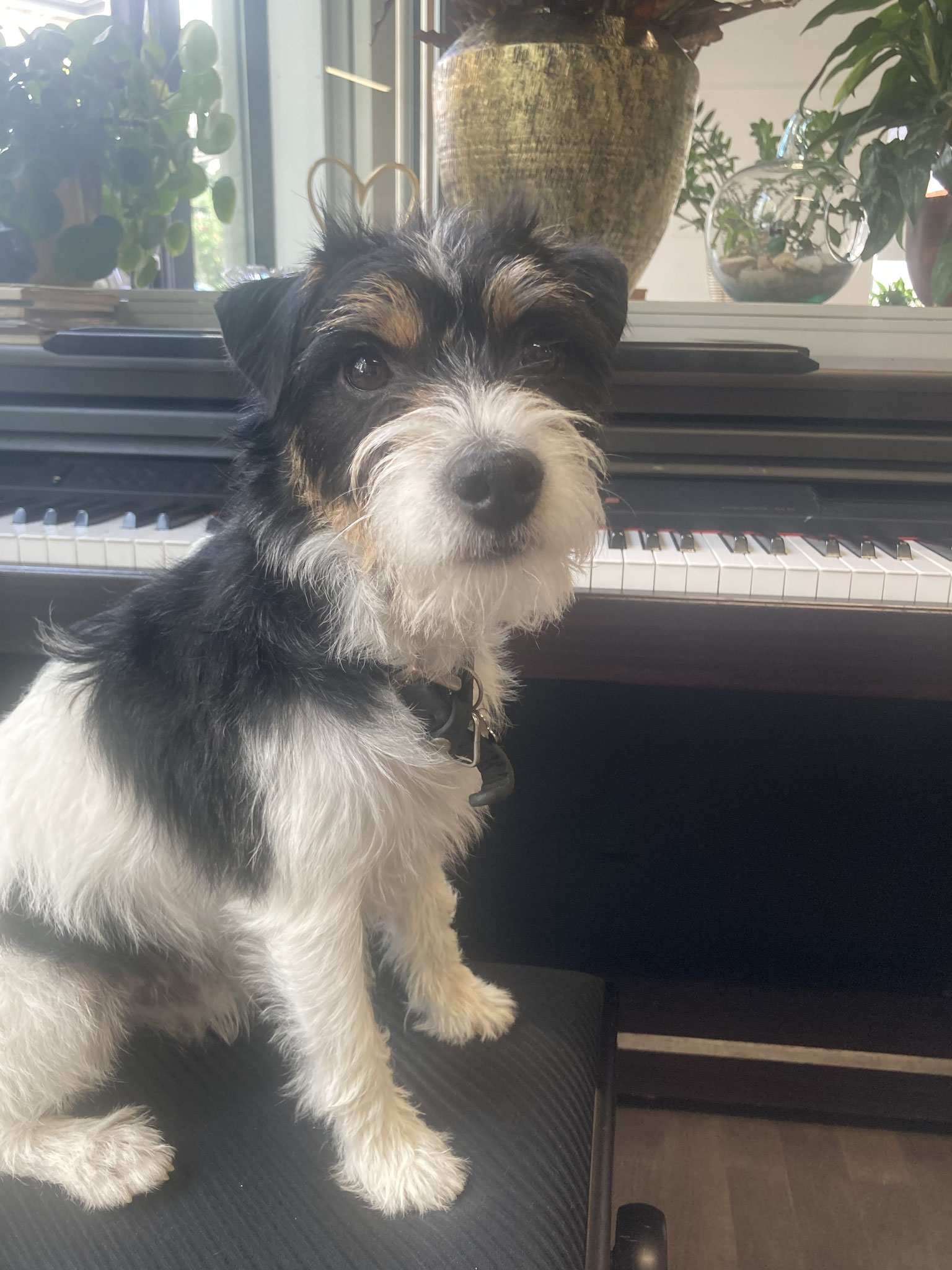 Johnny darf nicht fehlen. Nur das Bellen müssen wir ihm noch etwas abgewöhnen...