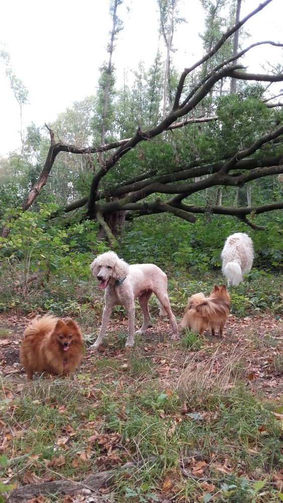 Möppi, Maruschka, Polle und Igor