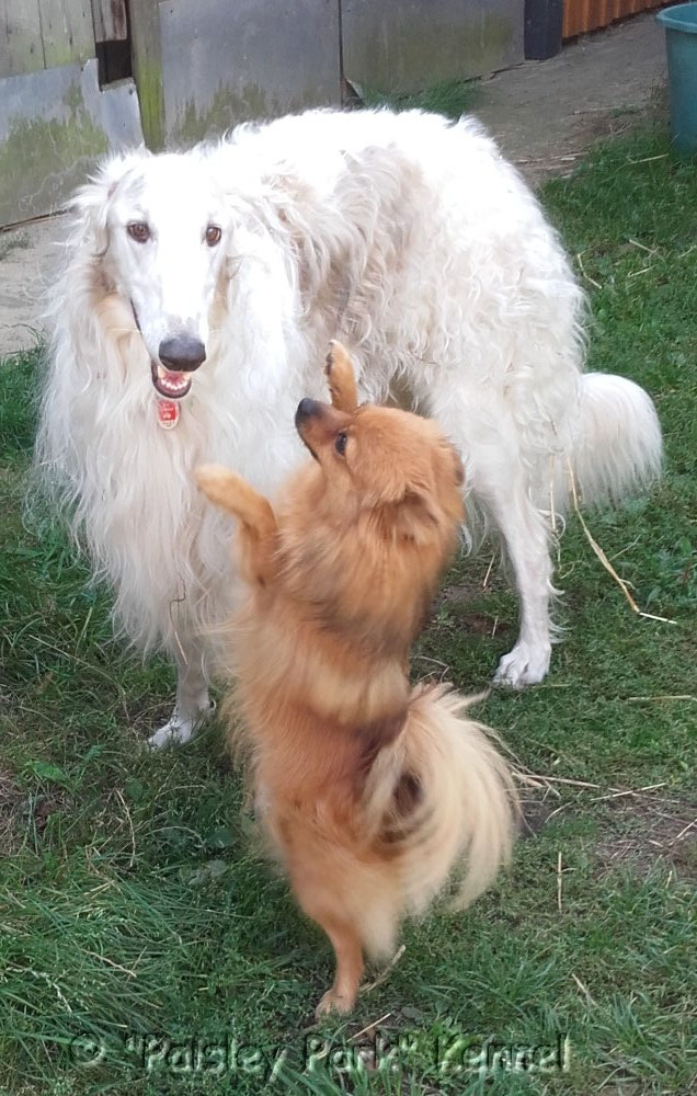 Polle und Igor
