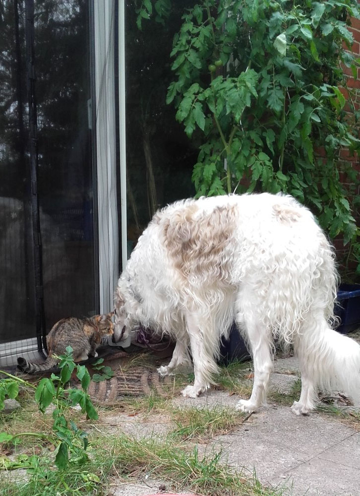 Igor und seine Katze