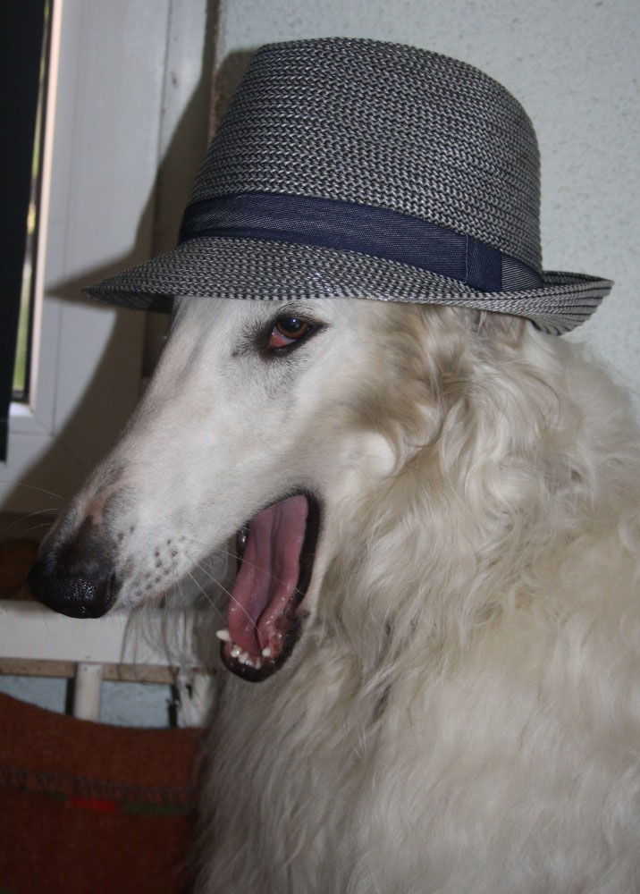 Der Hund von Welt trägt Hut!