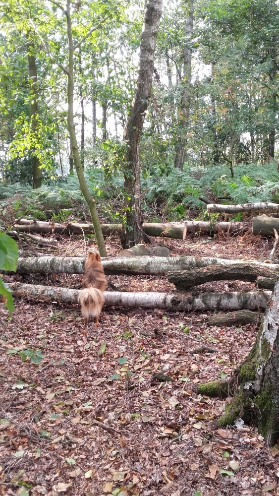im Wald