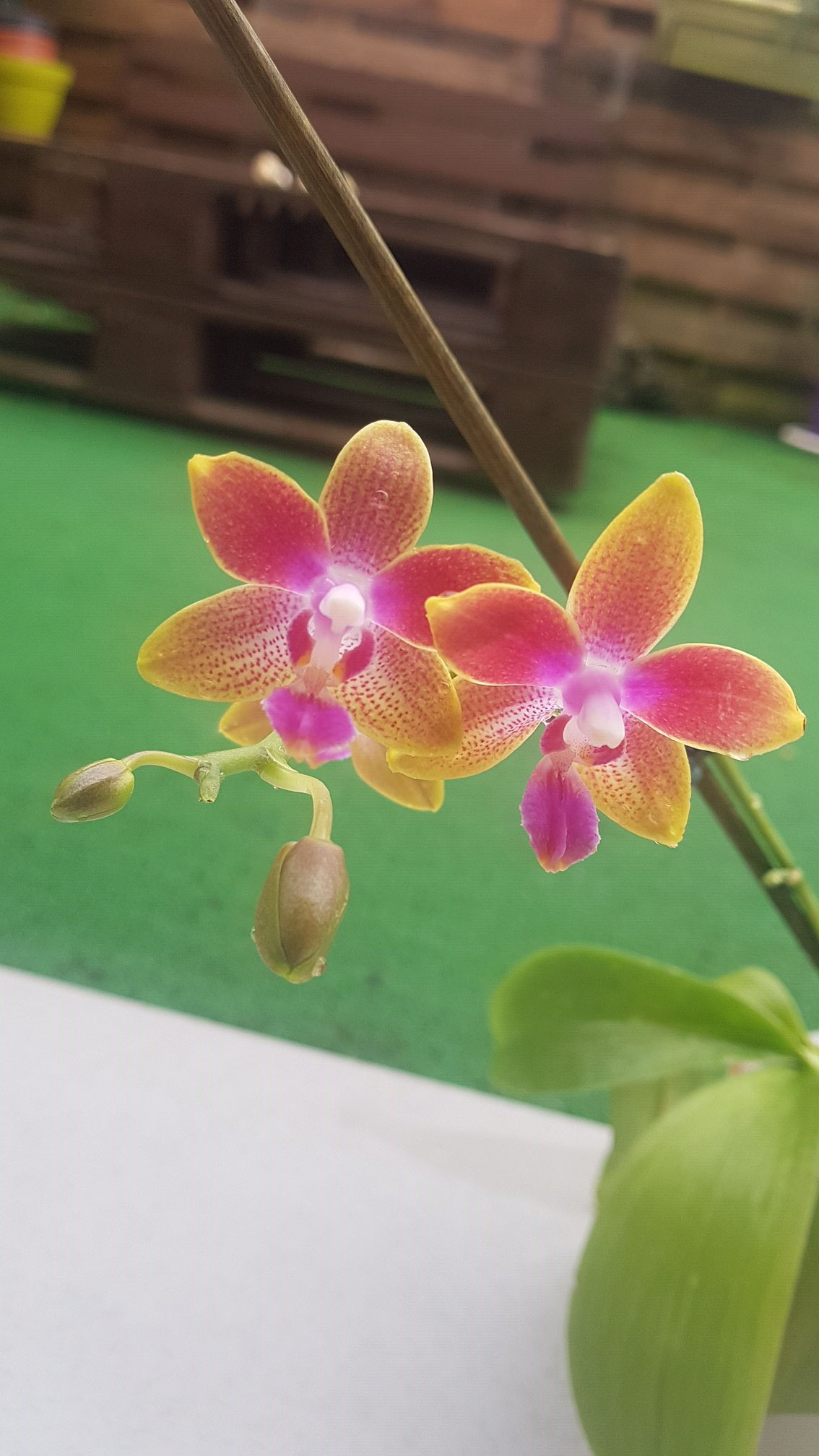 Phalaenopsis