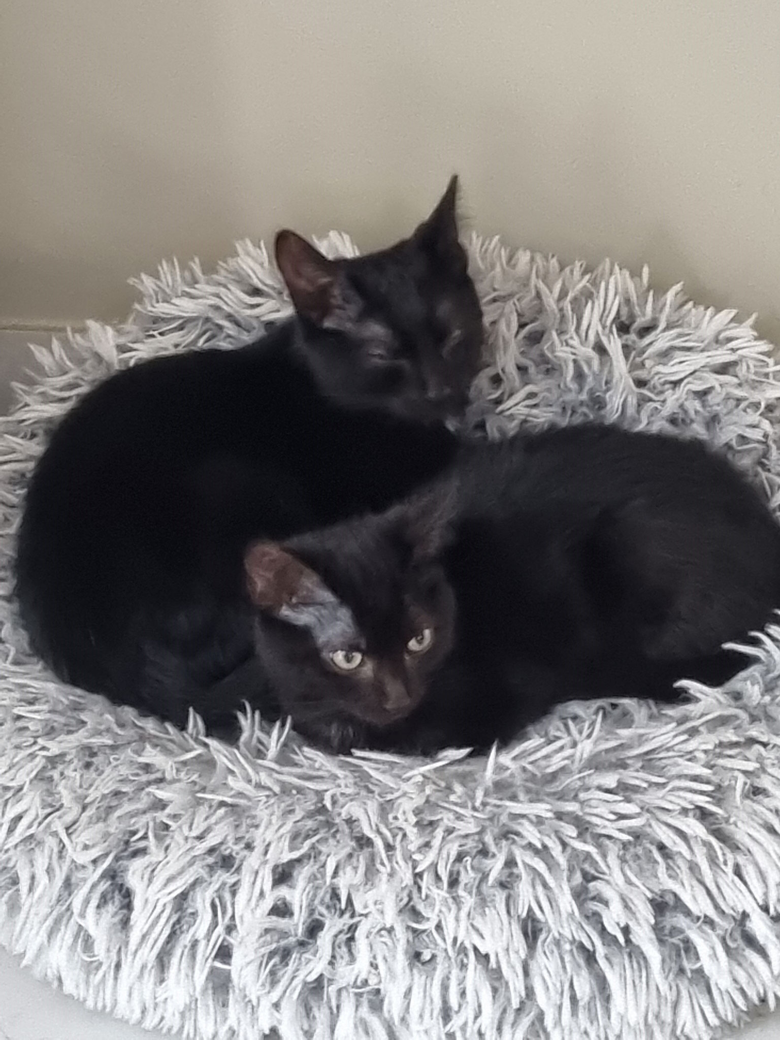Granola et Pépito 