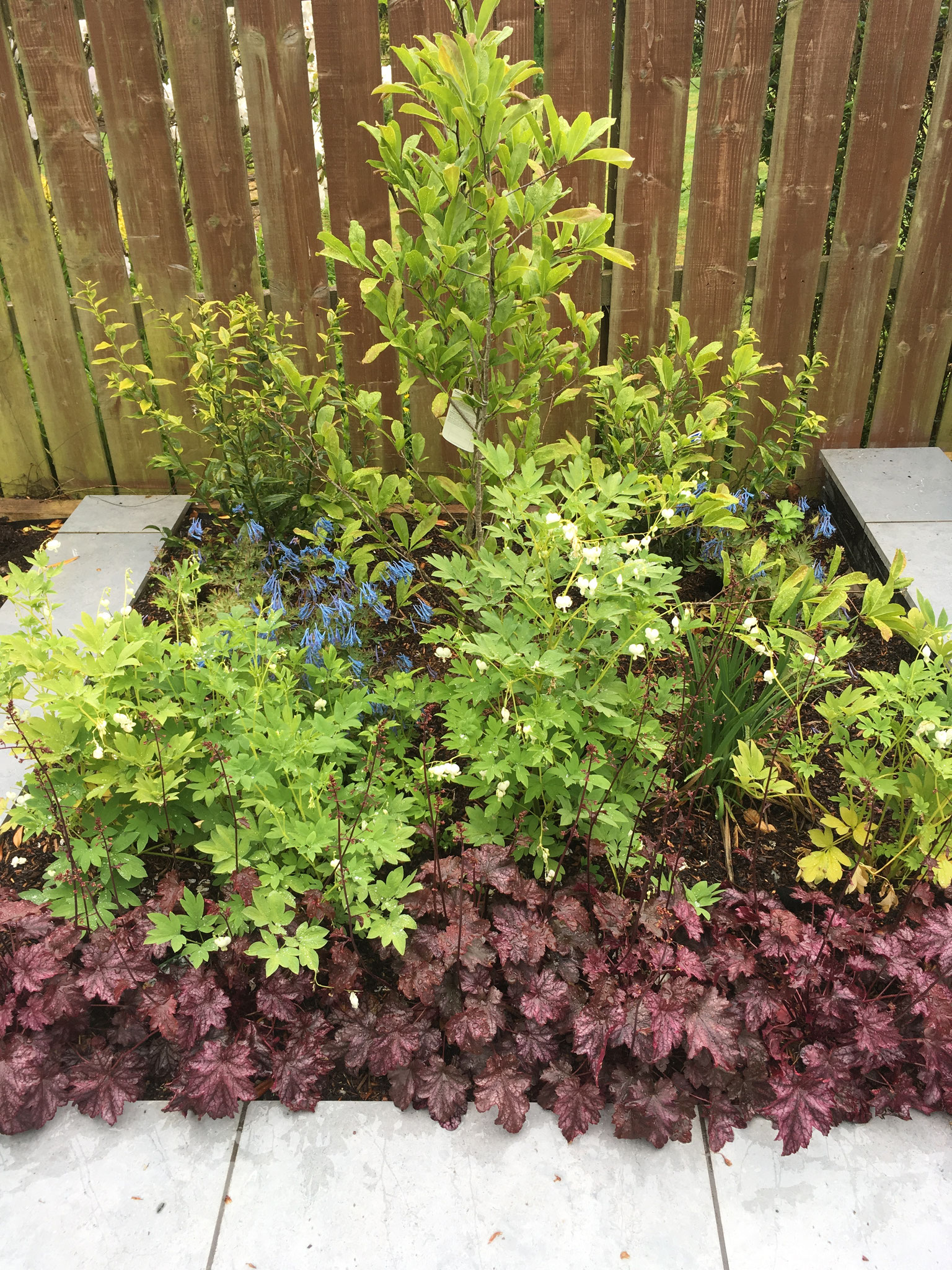 Contemporary Bearsden Garden Mhairi Auld Landscape Gardener Garden Design Bespoke