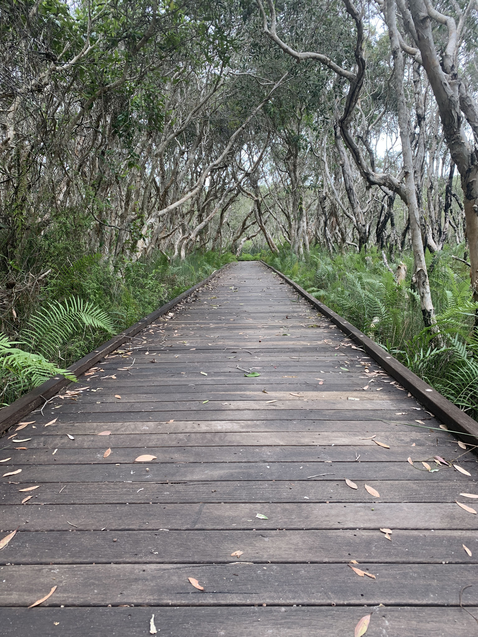 Enviro Park boardwalk